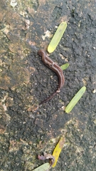 Geoplanidae