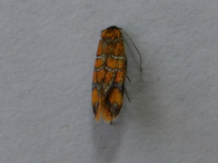 Promalactis procerella