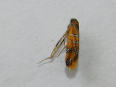 Promalactis procerella