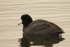 Fulica americana