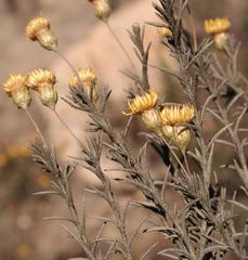 Leysera gnaphalodes
