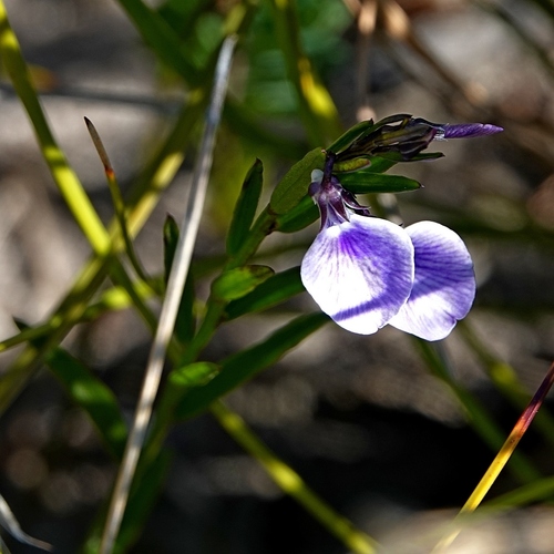 Image of Erect Violet (Pigea vernonii) by (c) Max Campbell, some rights reserved (CC BY)