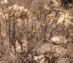Leysera gnaphalodes