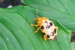 Podontia quatuordecimpunctata