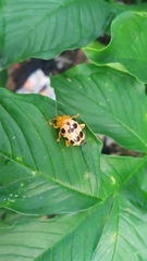 Podontia quatuordecimpunctata