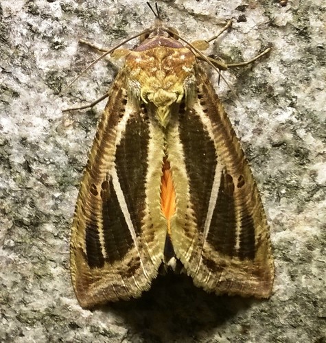 Dot-underwing Moth