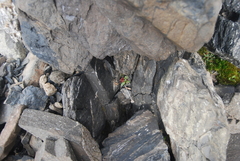 Micranthes razshivinii