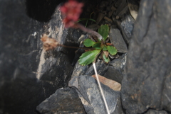 Micranthes razshivinii