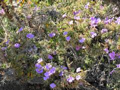 Barleria bremekampii