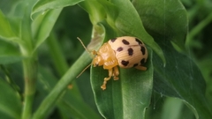 Podontia quatuordecimpunctata