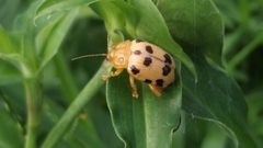 Podontia quatuordecimpunctata