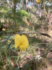 Gompholobium grandiflorum