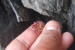 Micranthes razshivinii