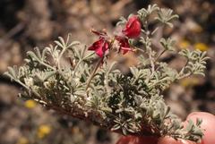 Indigofera burchellii