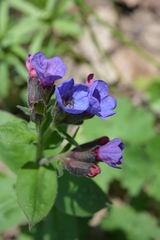 Pulmonaria officinalis