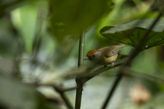 Tunchiornis ochraceiceps