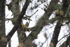 Accipiter striatus chionogaster