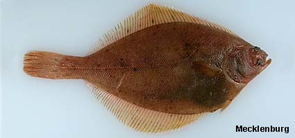 Larvae of flatfish species that resemble Limanda aspera, L.