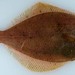 Yellowfin Sole - Photo (c) Mecklenburg, some rights reserved (CC BY-NC)