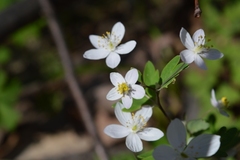 Isopyrum thalictroides