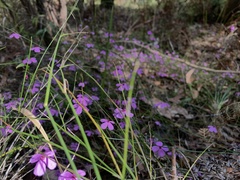 Tetratheca juncea