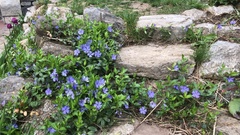 Vinca minor