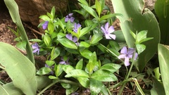Vinca minor
