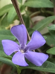 Vinca minor