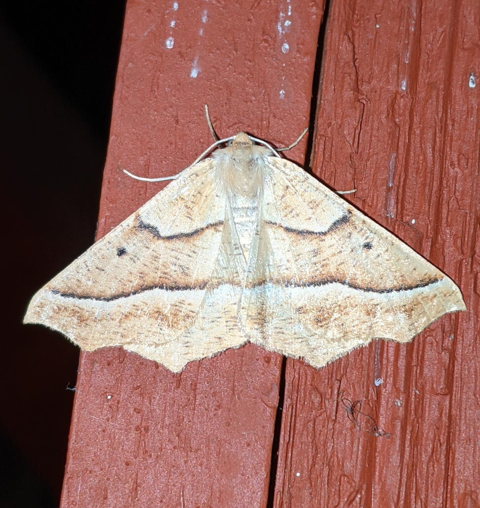 Tetracis pallulata