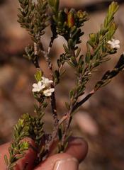 Euchaetis elsieae