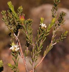 Euchaetis elsieae