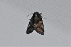 Chytonix sensilis