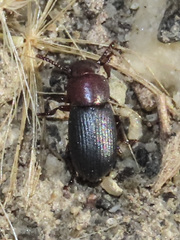Conibius seriatus