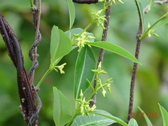 Cryptolepis buchananii