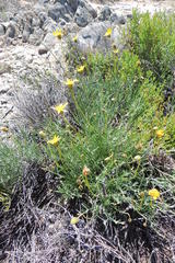 Heterolepis peduncularis