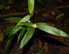 Tropidia curculigoides