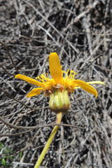 Heterolepis peduncularis