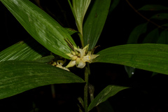 Tropidia curculigoides