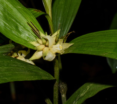 Tropidia curculigoides