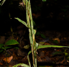 Tropidia curculigoides