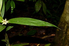 Tropidia curculigoides