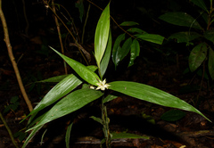 Tropidia curculigoides