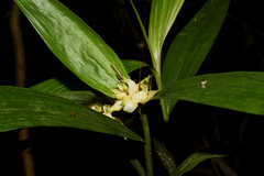 Tropidia curculigoides