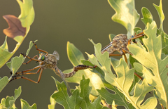 Diogmites angustipennis