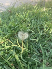 Taraxacum