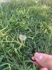 Taraxacum