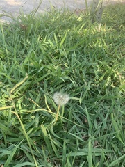 Taraxacum