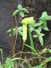Arisaema tortuosum