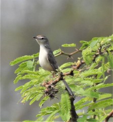 Prinia buchanani
