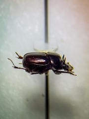 Onthophagus armatus